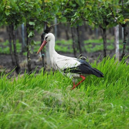 Pension & Weingut Storchenblick อิลมิทซ์ ภายนอก รูปภาพ
