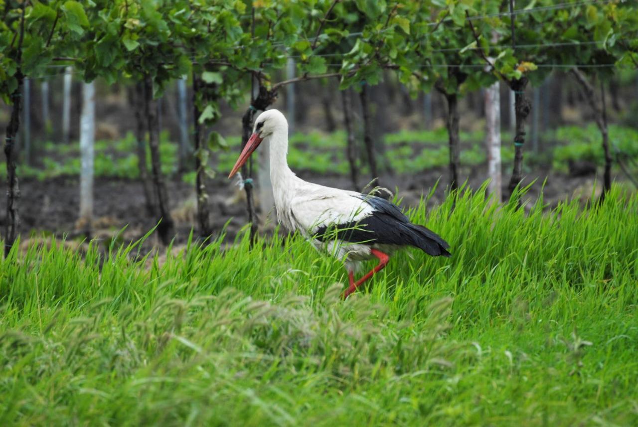 Pension & Weingut Storchenblick อิลมิทซ์ ภายนอก รูปภาพ