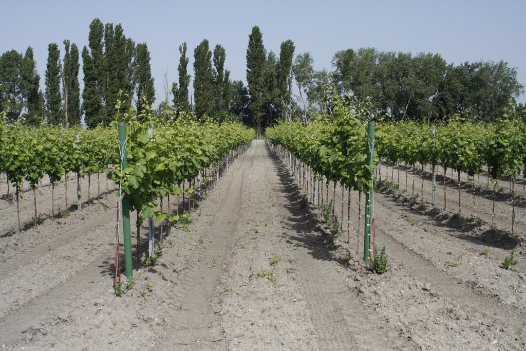 Pension & Weingut Storchenblick อิลมิทซ์ ภายนอก รูปภาพ